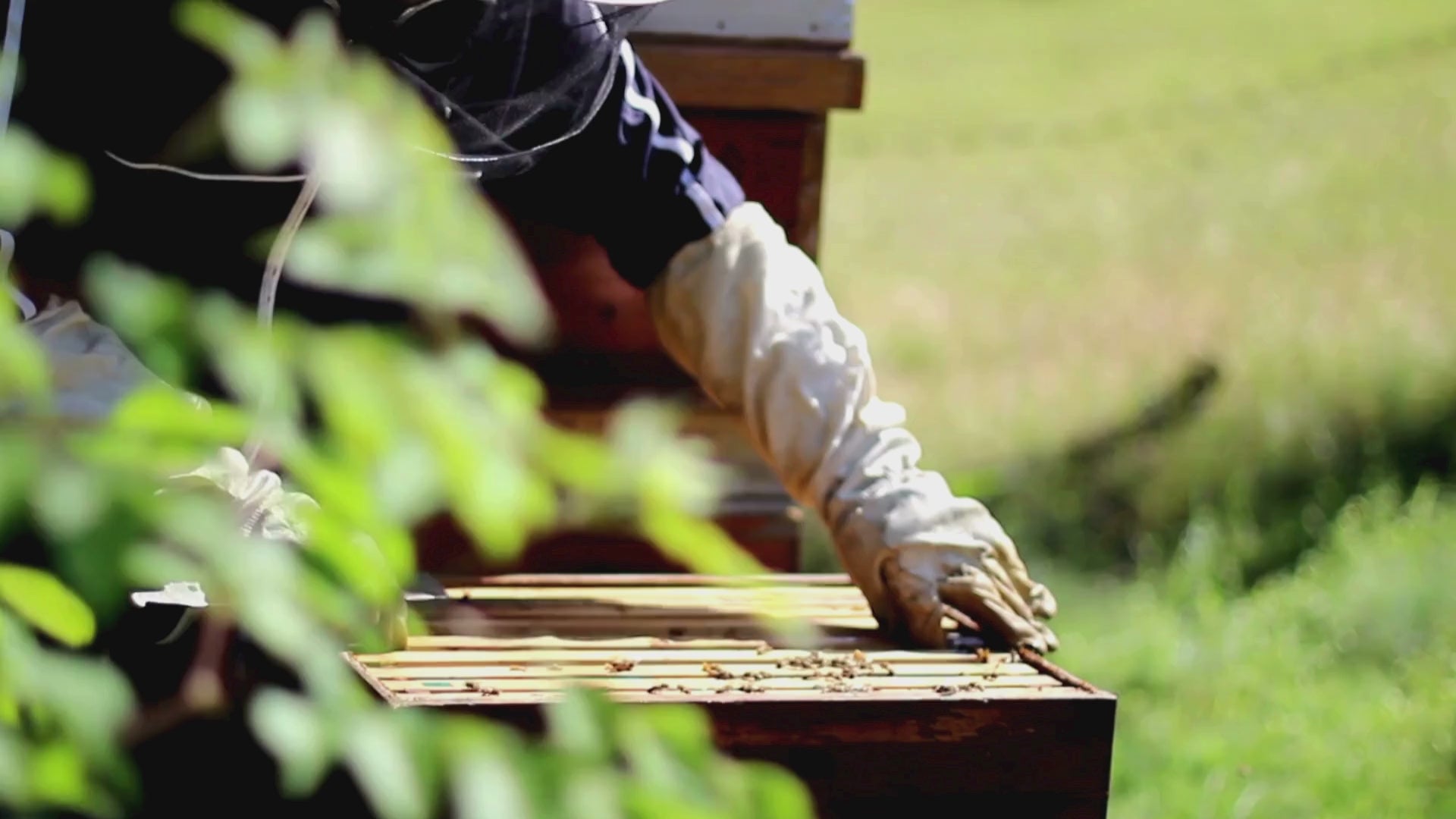 Bienenwachs aus Deutschland